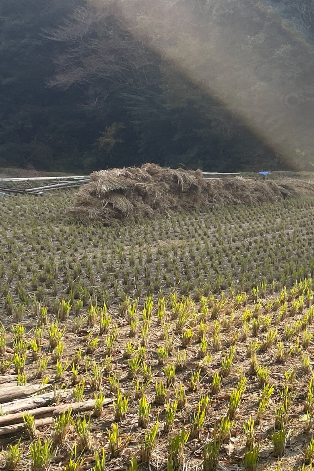くぼなおこ　久保直子・食と健康