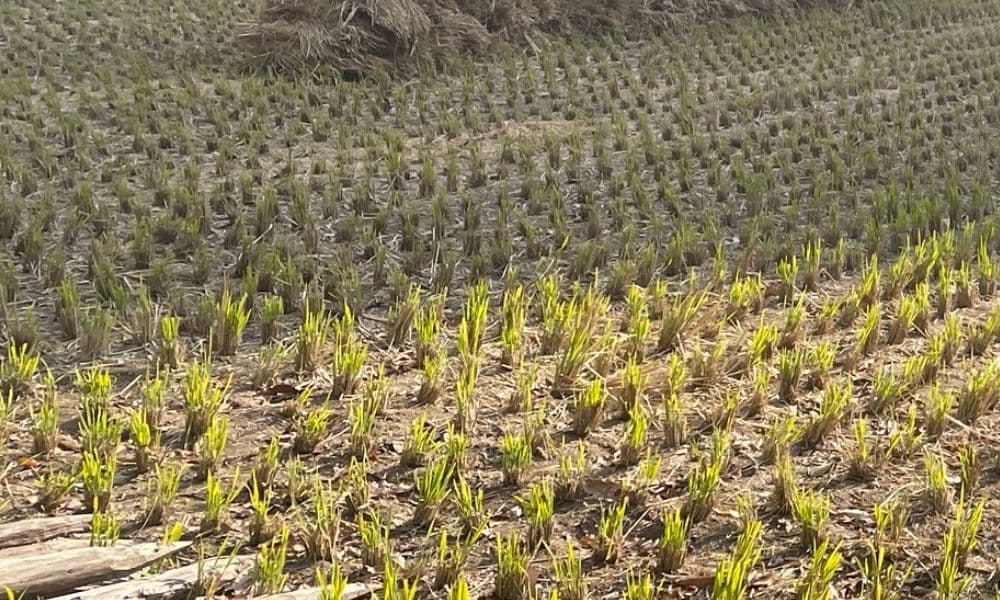 くぼなおこ　久保直子・食と健康